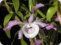 Dendrobium tortile